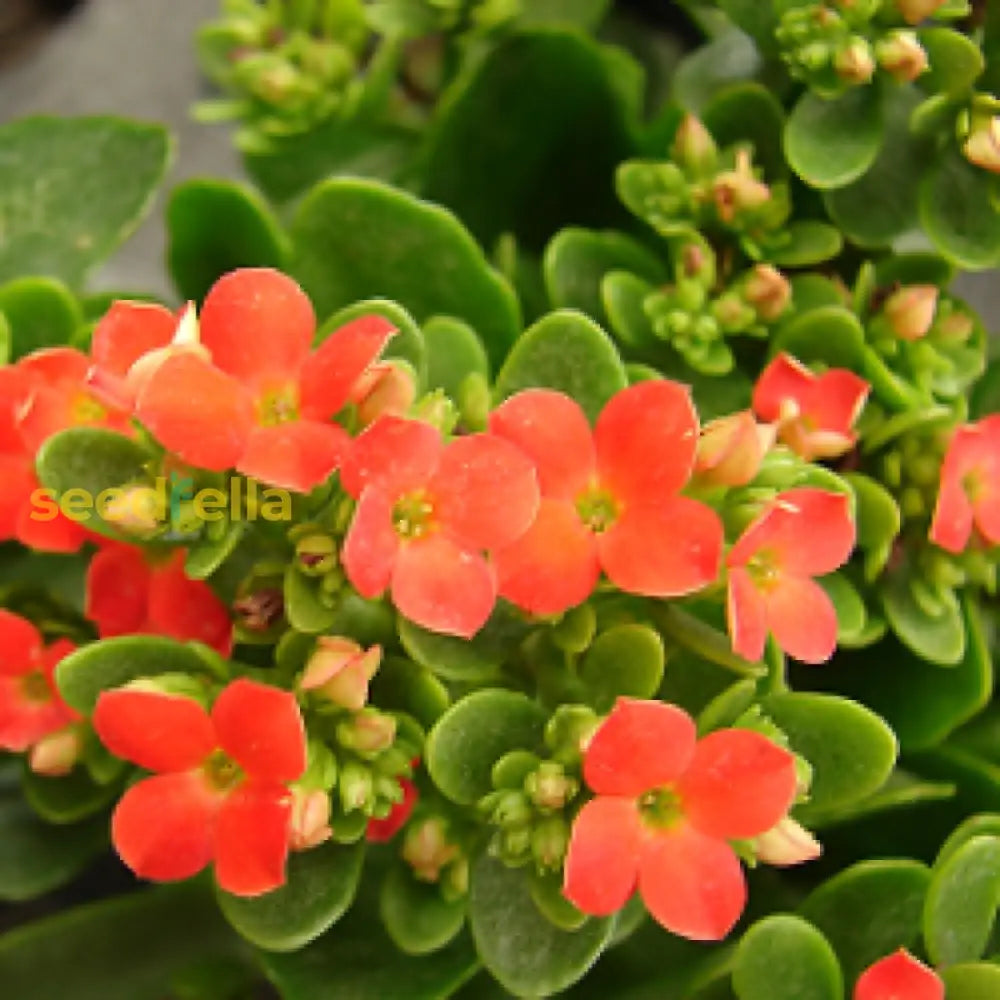 Orange Kalanchoe Seeds  Grow Bright Succulent Blooms For Your Garden Flower