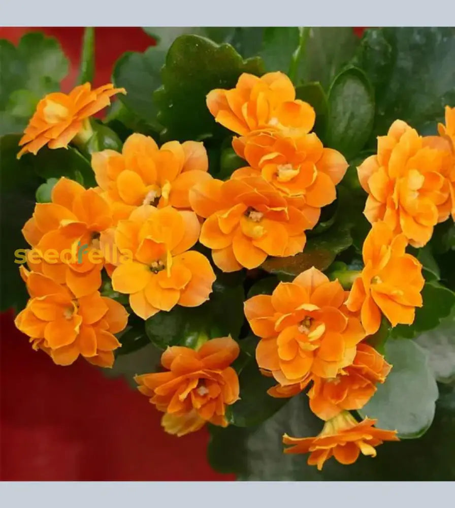 Orange Kalanchoe Seeds  Grow Bright Succulent Blooms For Your Garden Flower