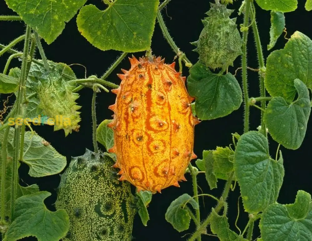 Orange Kiwano seeds for planting non GMO