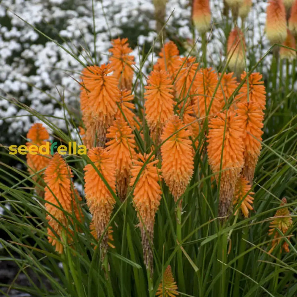 Orange Kniphofia Planting Seeds  Vibrant Perennial Flowers For Your Garden Flower