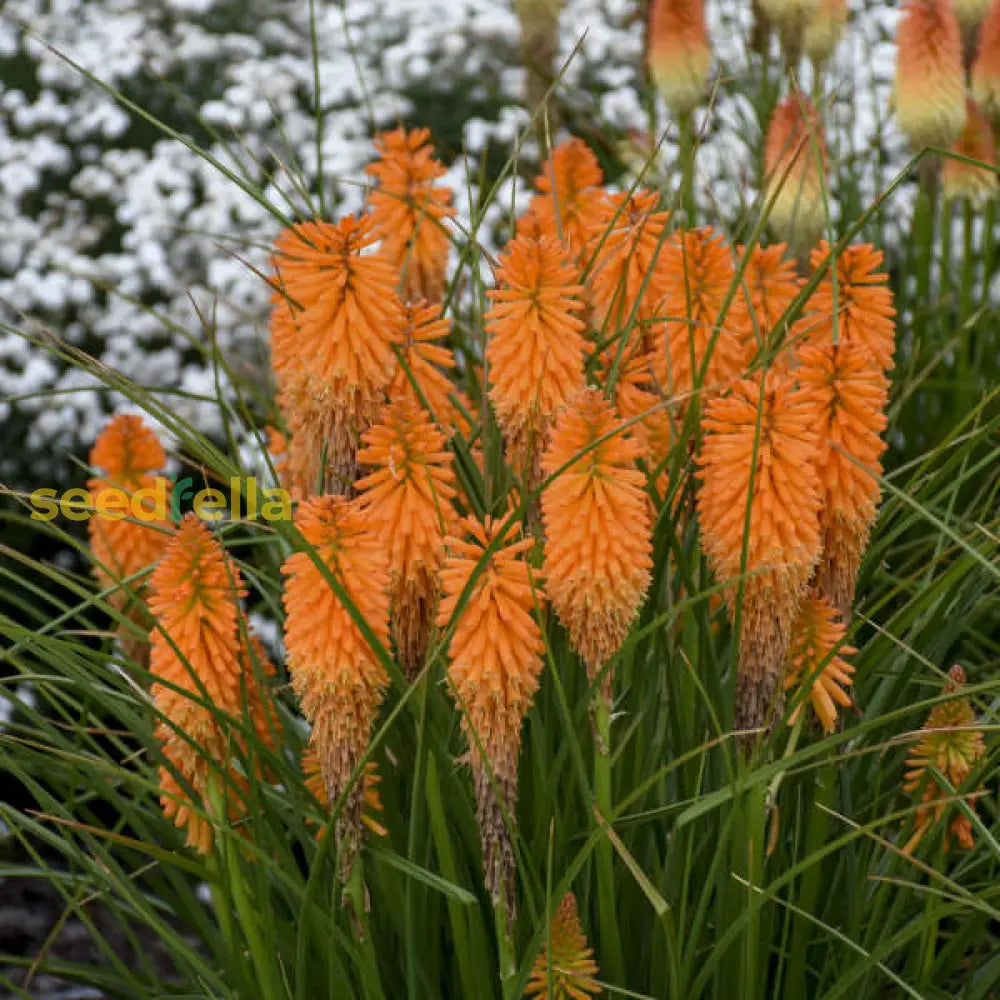 Orange Kniphofia Planting Seeds  Vibrant Perennial Flowers For Your Garden Flower