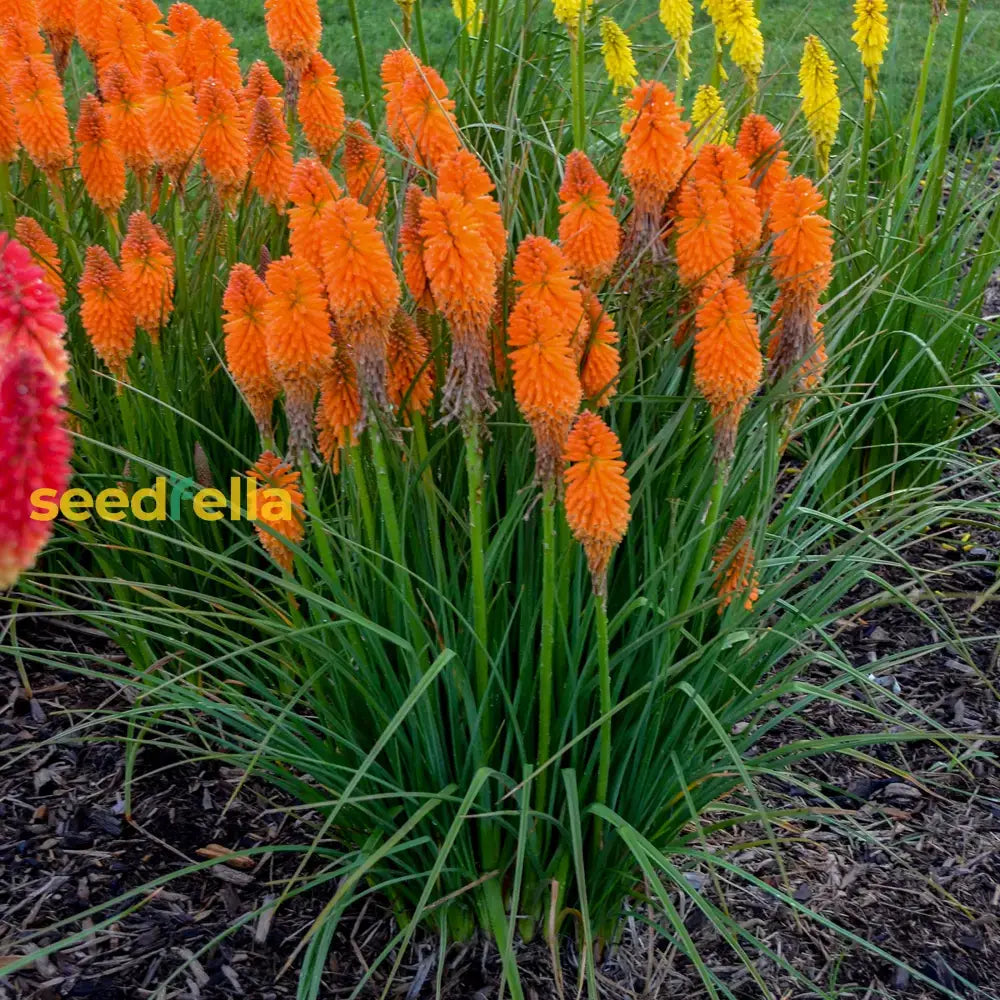 Orange Kniphofia Planting Seeds  Vibrant Perennial Flowers For Your Garden Flower