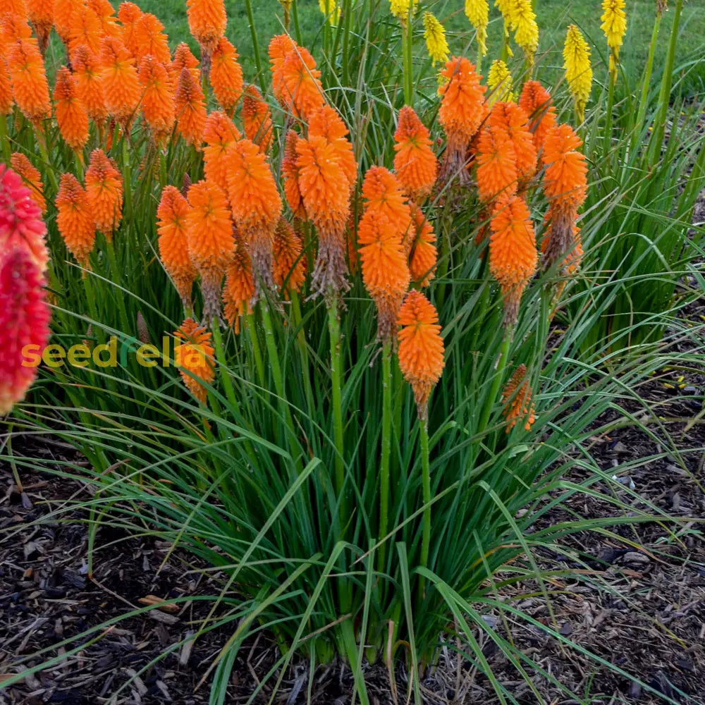 Orange Kniphofia Planting Seeds  Vibrant Perennial Flowers For Your Garden Flower