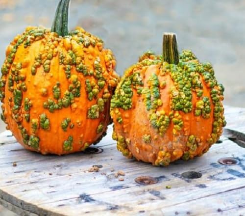 Orange Knucklehead Pumpkin fruits developing on plants