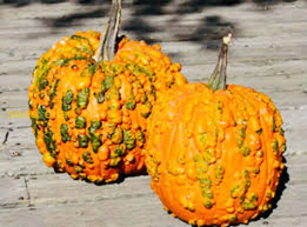 Orange Knucklehead Pumpkin Seeds For Planting