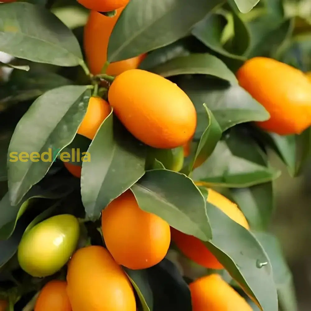 Orange Kumquat Tree Seeds For Planting  Grow Your Own Citrus Flower