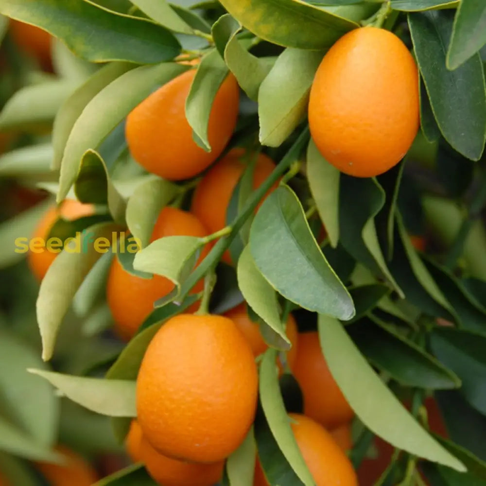 Orange Kumquat Tree Seeds For Planting  Grow Your Own Citrus Flower