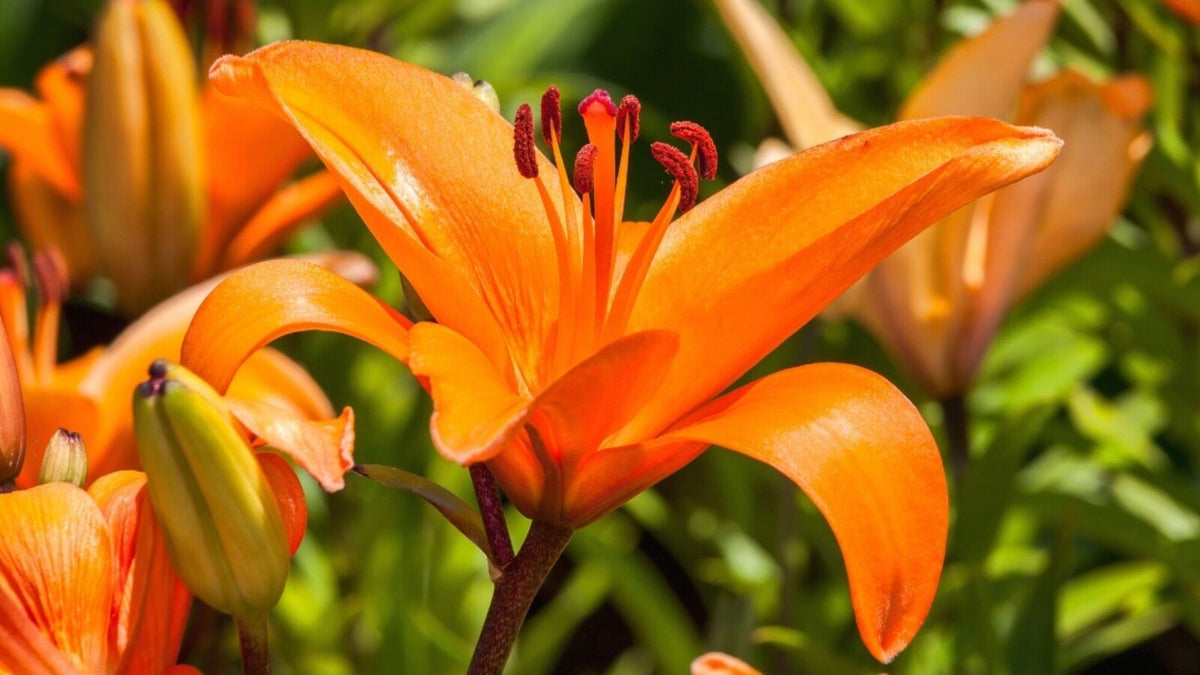 Lilium Flower seeds for Planting Garden Favorite Heirloom & GMO Free Seeds for Home Garden 
 
 Sale for planting in home garden