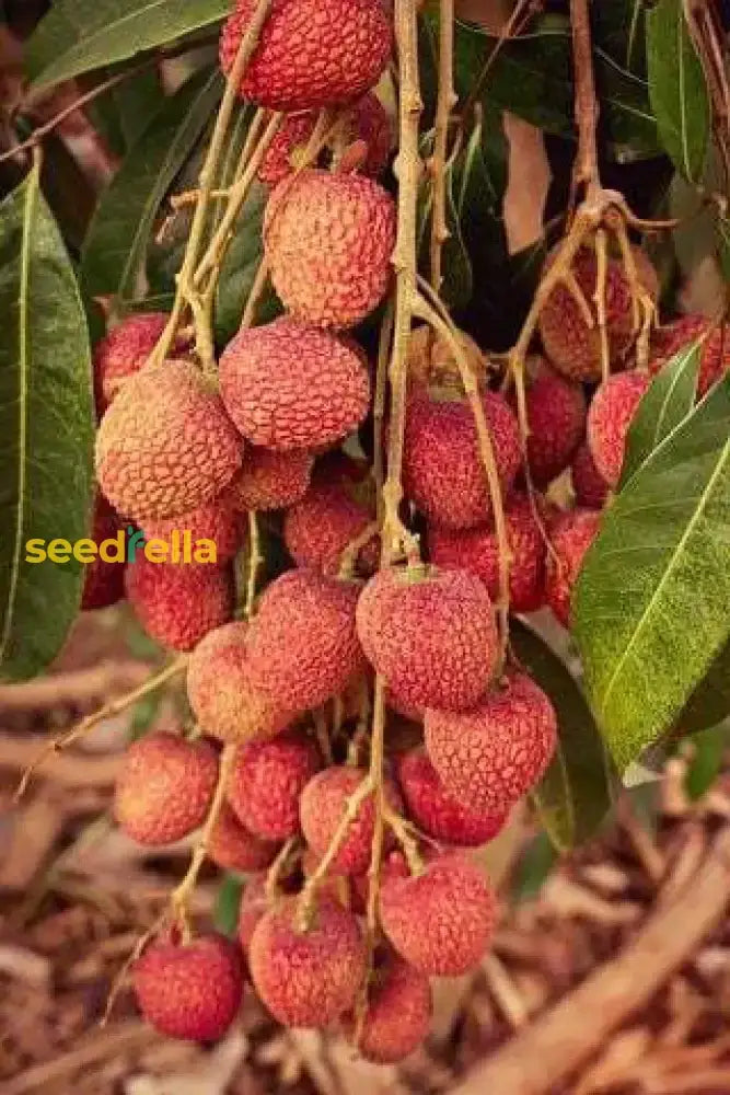 Orange Litchi Fruit Seeds For Planting - Grow Your Own Trees