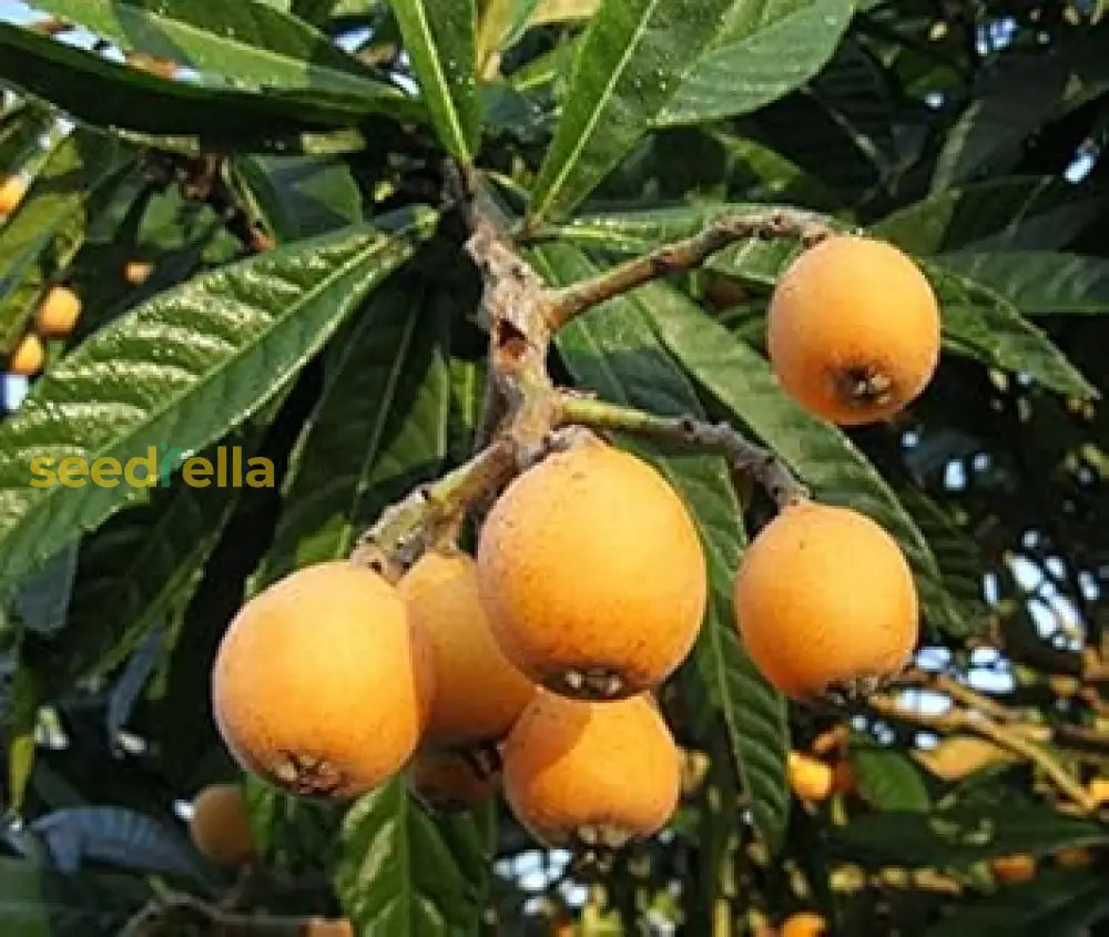 Orange Loquat Medlar Fruit Tree Seeds For Planting