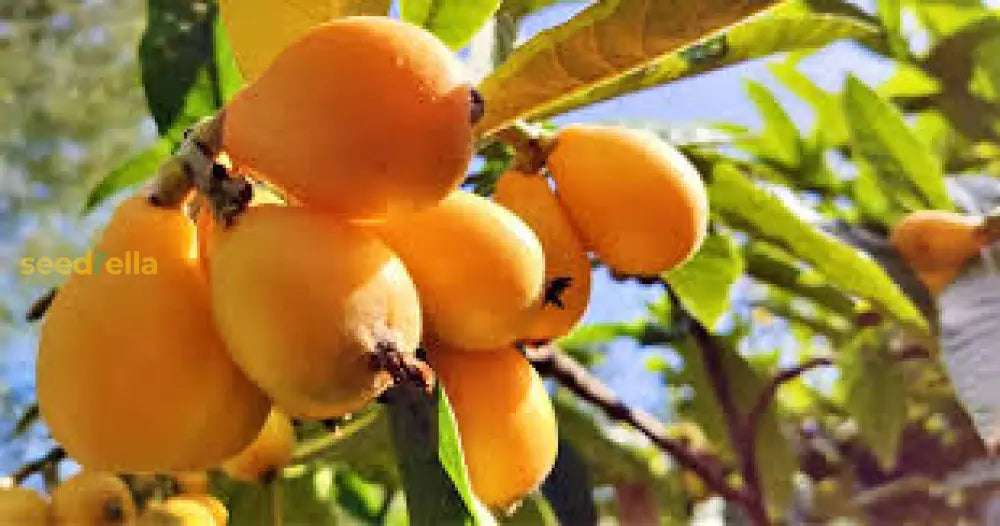 Orange Loquat Medlar Fruit Tree Seeds For Planting