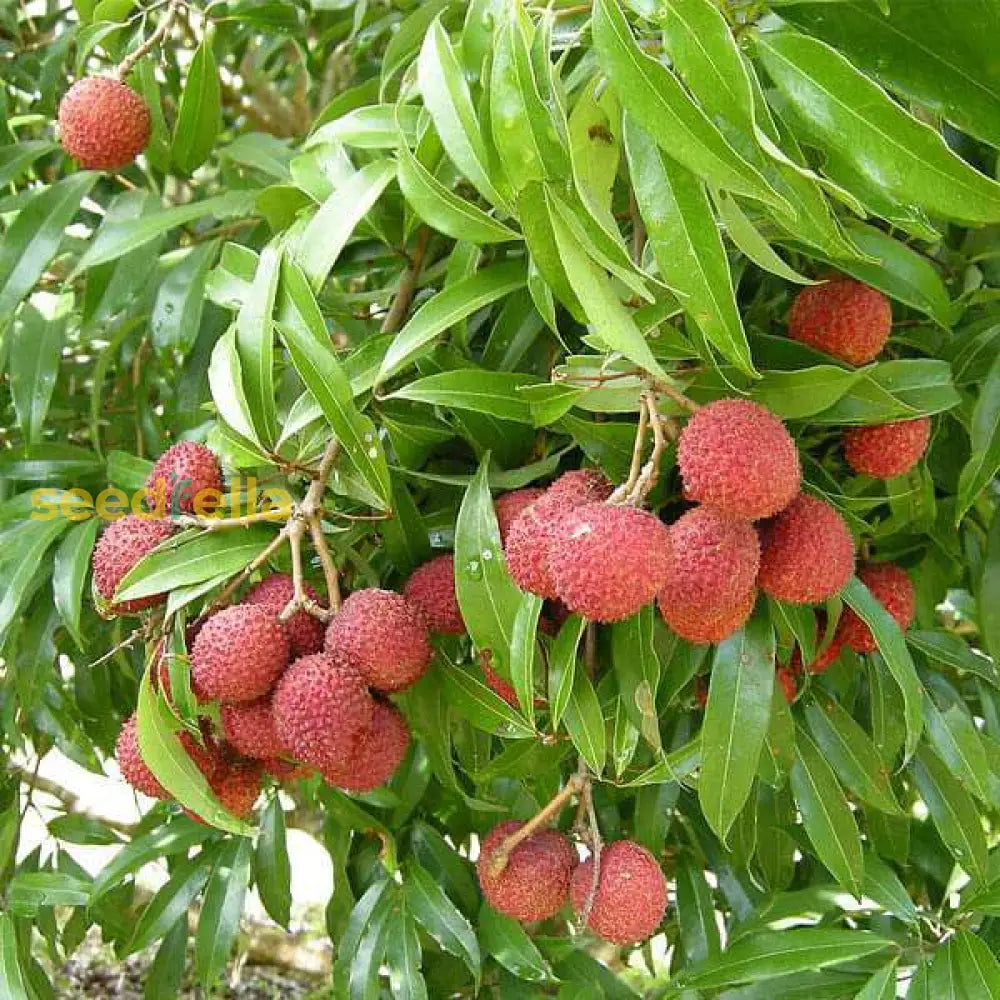 Ripe Orange Lychee Fruits Grown from Seeds