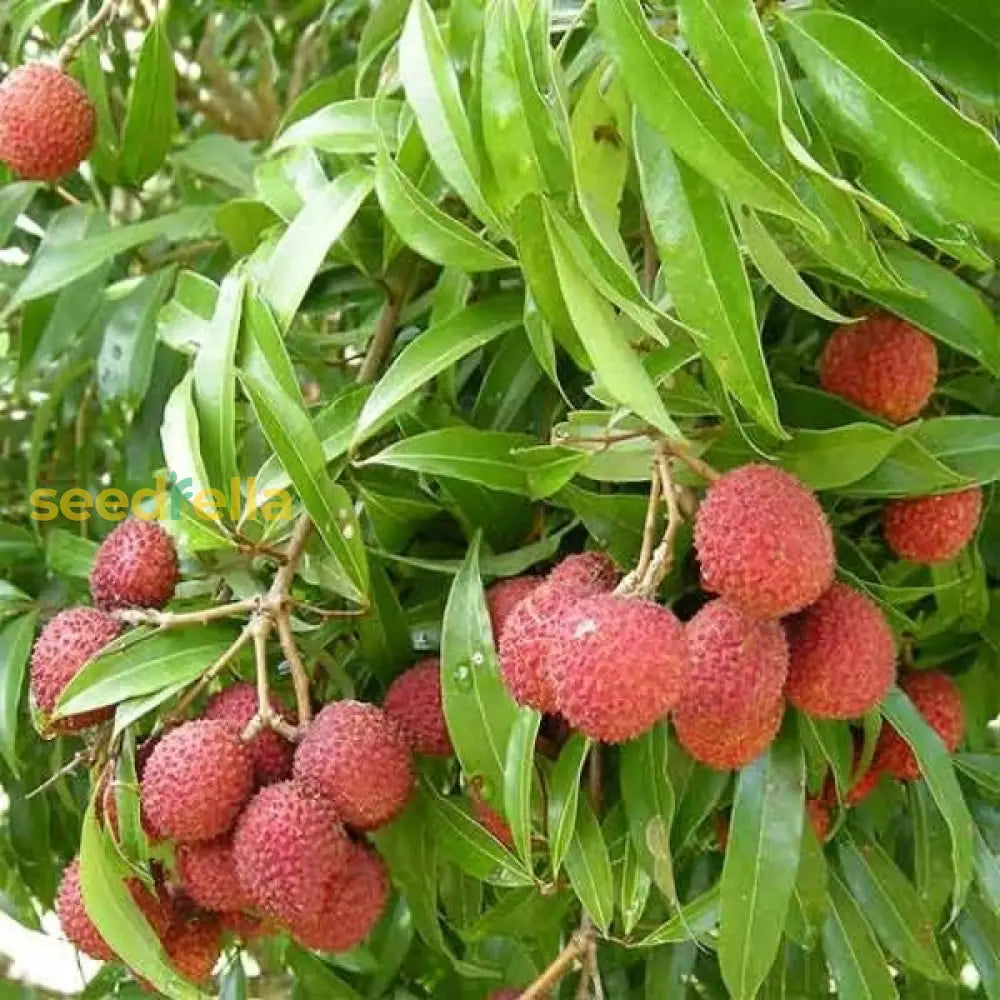 Orange Lychee Seeds for Easy Planting