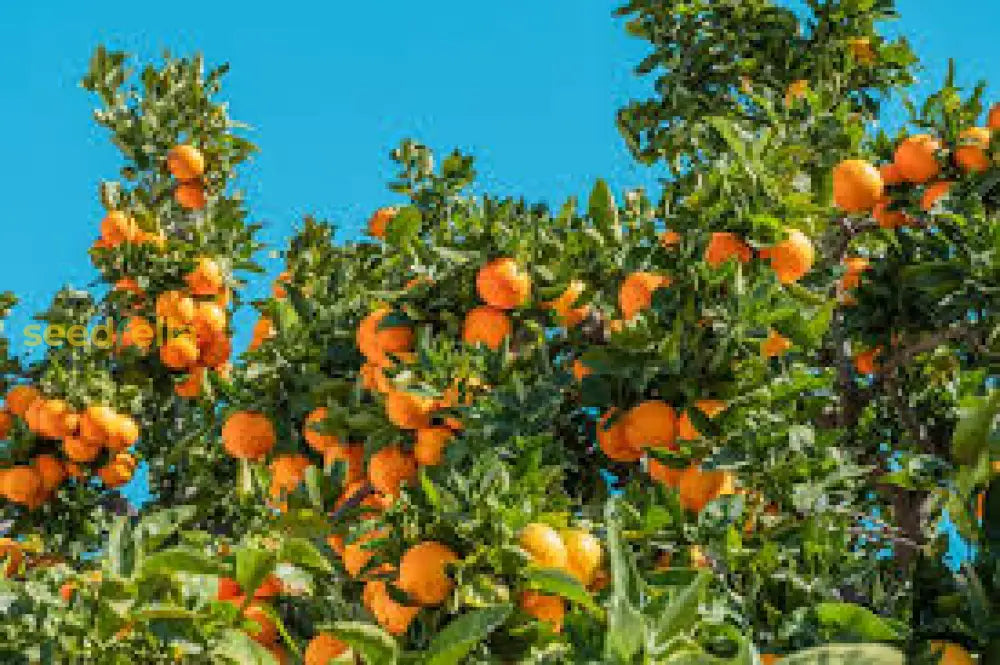 Orange Mandarin Seeds For Home Gardening  Plant And Grow Fresh Oranges Fruit