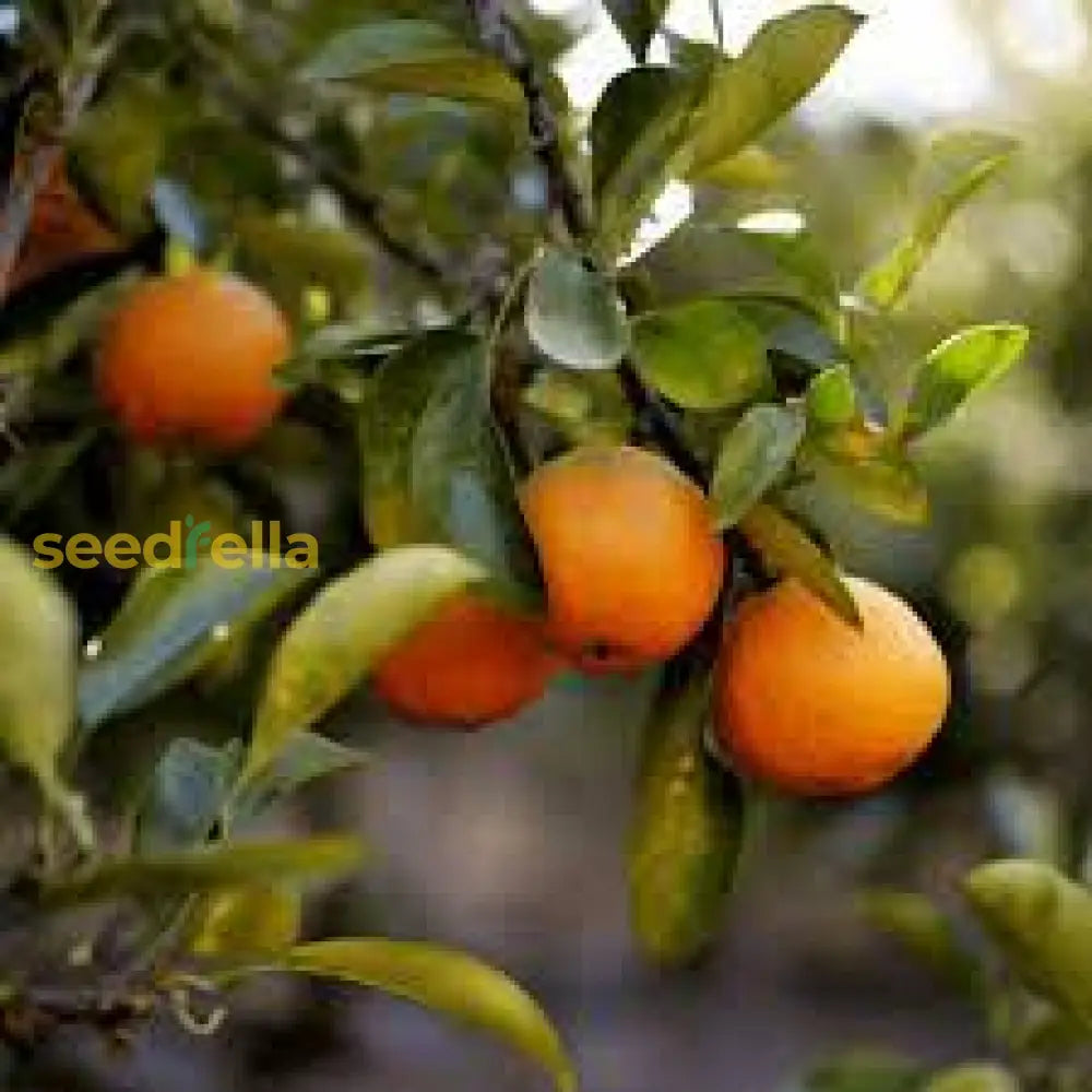Orange Mandarin Seeds for Home Gardening and Citrus Growing