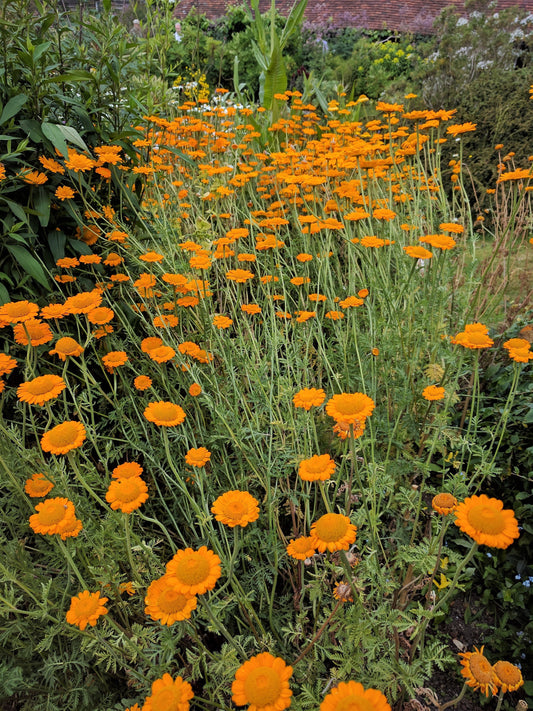 Orange Marguerite Daisy seeds Anthemis sancti johannis