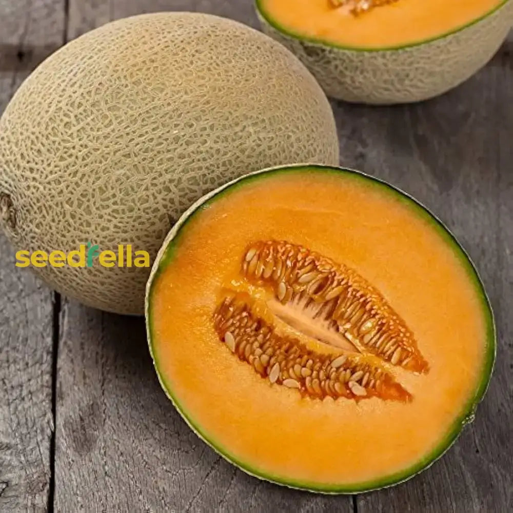 Orange Melon Vegetable Seeds For Easy Planting Fruit