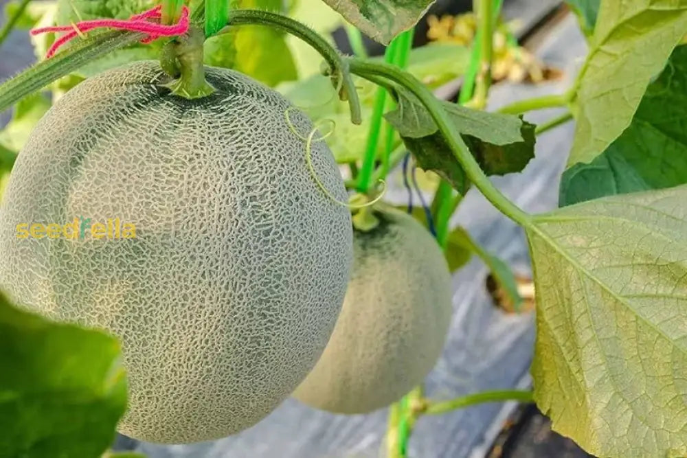 Orange Melon Vegetable Seeds For Easy Planting Fruit