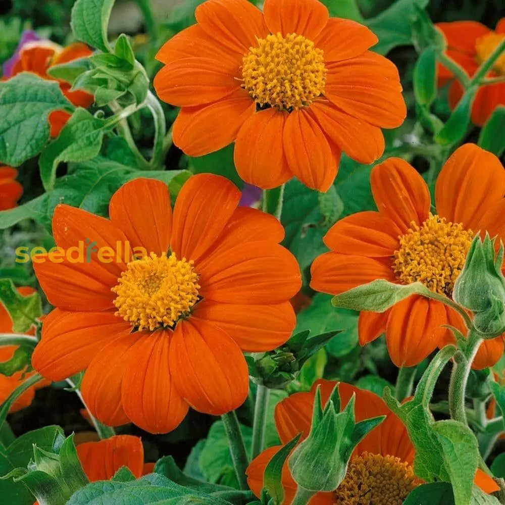 Orange Mexican Sunflower Planting Seeds - Bold Blooms Flower