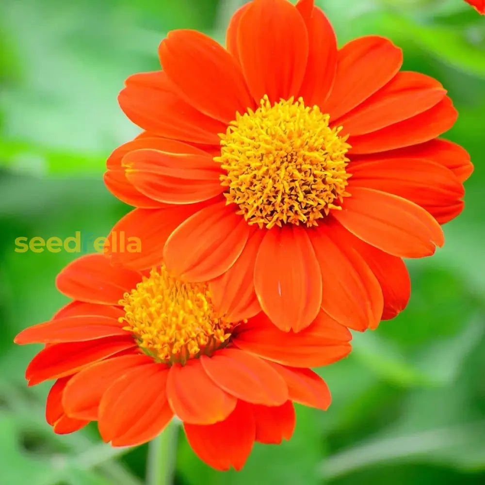 Orange Mexican Sunflower Planting Seeds - Bold Blooms Flower