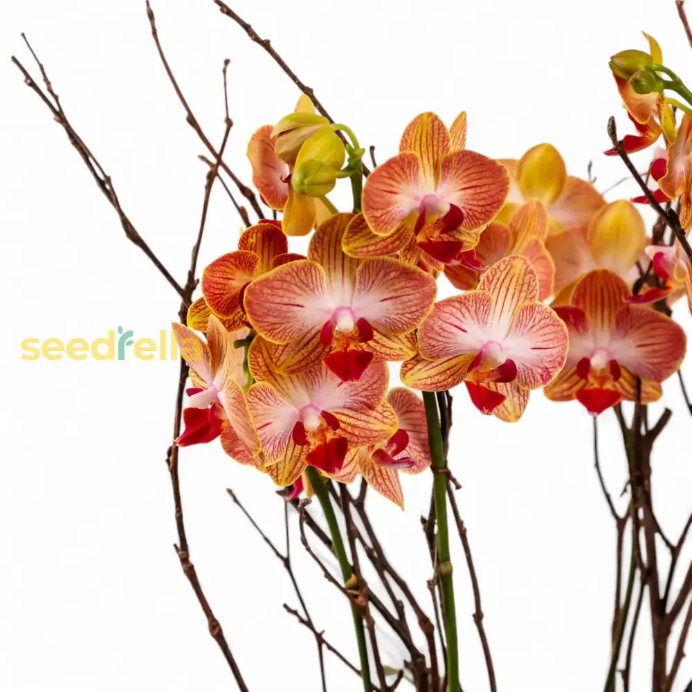 Orange Mini Orchid Flower Seeds For Planting - Vibrant Perennial Blooms