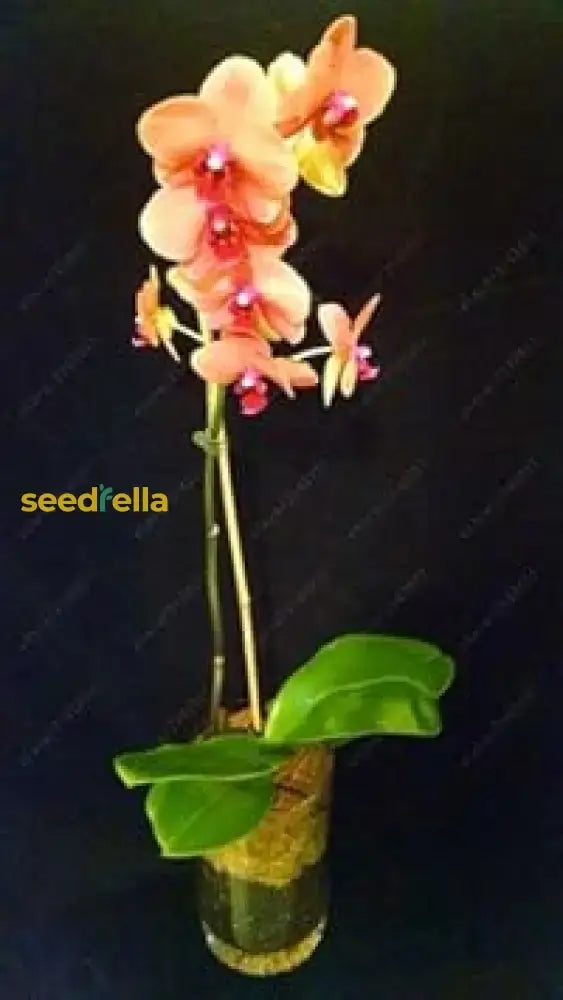 Orange Mini Orchid Flower Seeds For Planting - Vibrant Perennial Blooms