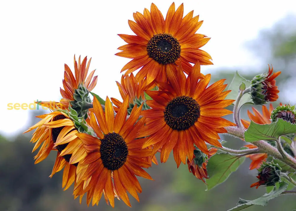 Orange Mini Sunflower Seeds For Easy Planting Flower