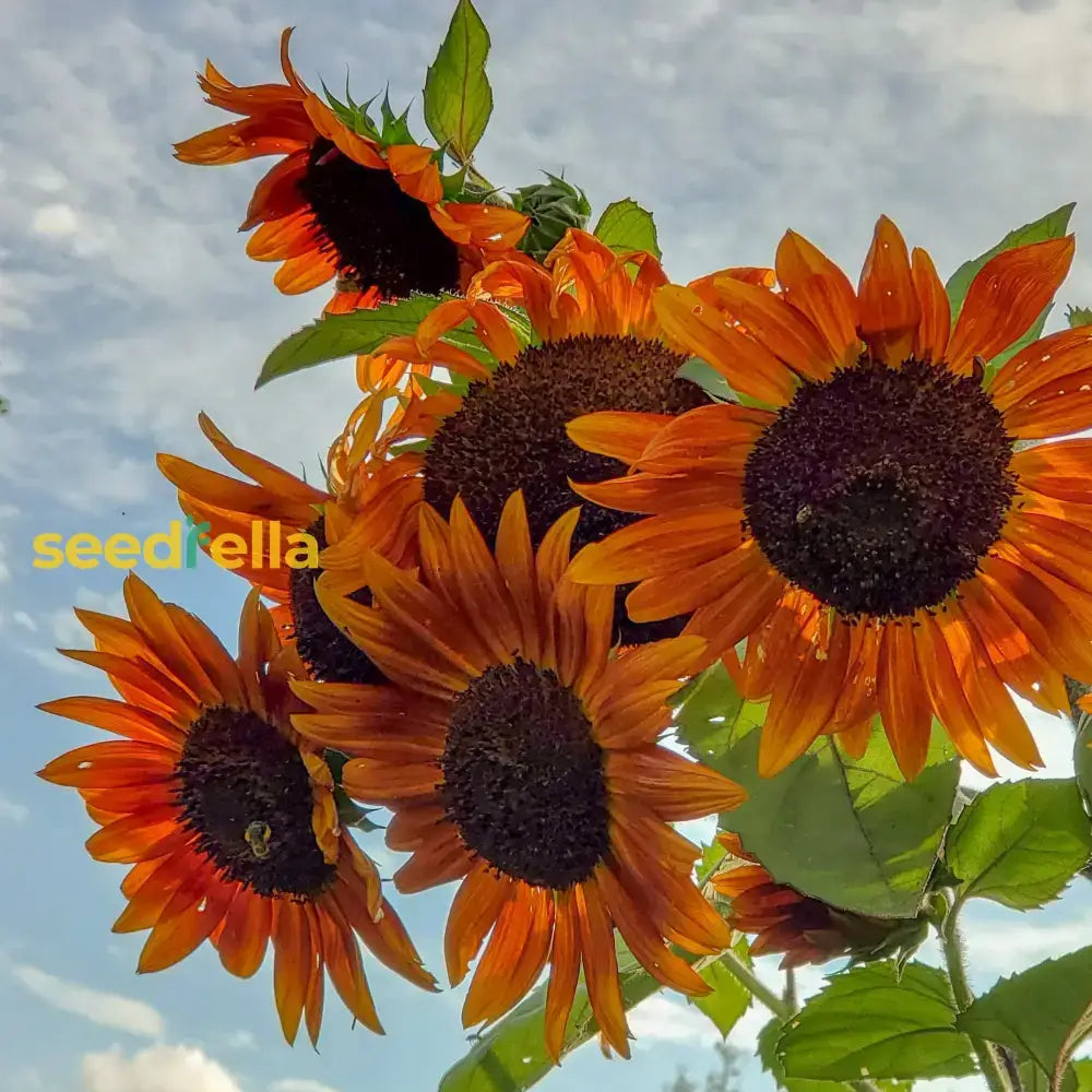 Orange Mini Sunflower Seeds For Easy Planting Flower