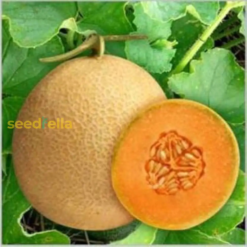 Orange Muskmelon Fruit Seeds - Planting