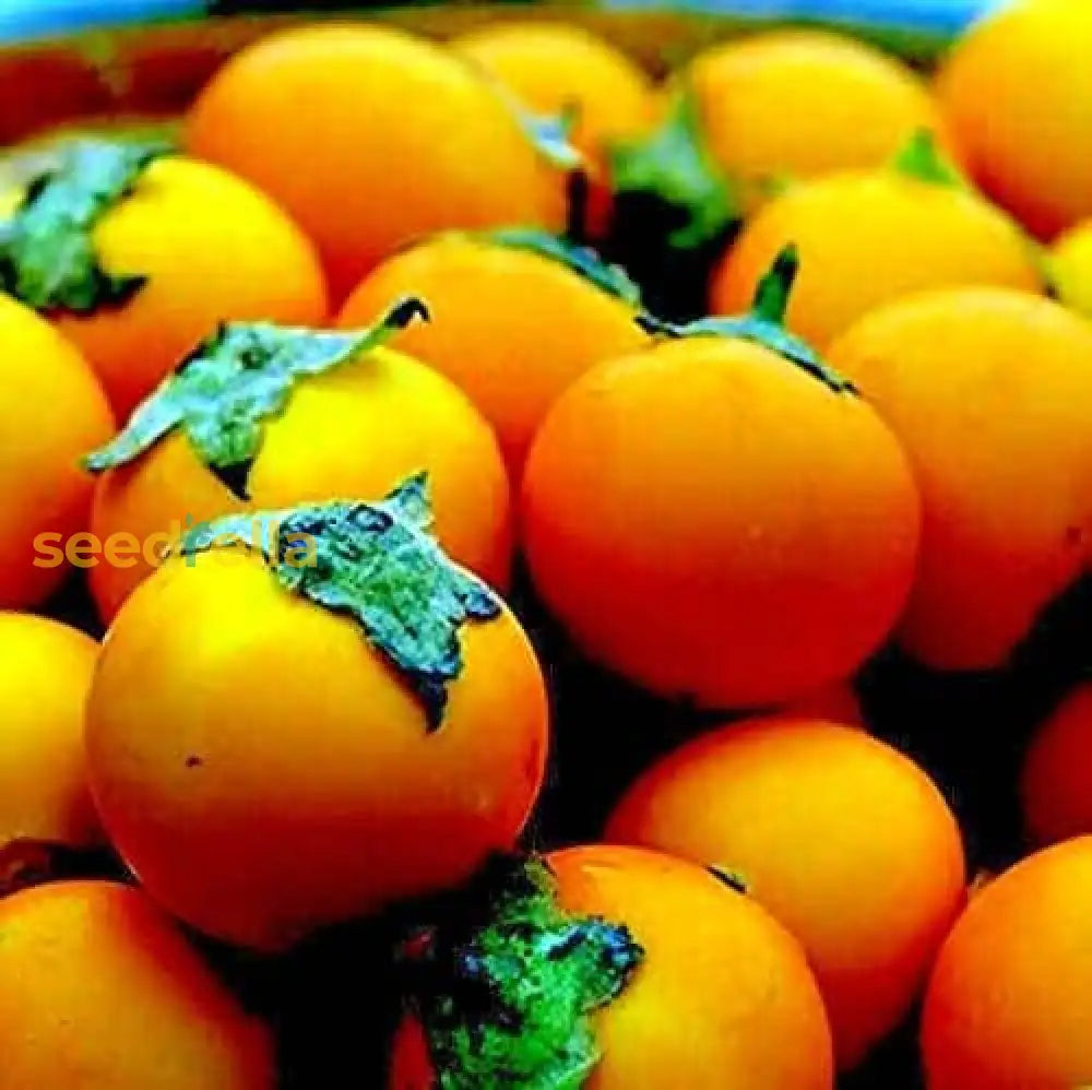 Orange Naranjilla Lulo Seeds For Planting  Grow Exotic Tropical Fruit At Home