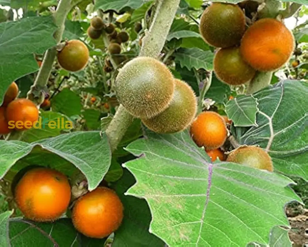 Orange Naranjilla Lulo Seeds for Planting Exotic Tropical Fruit