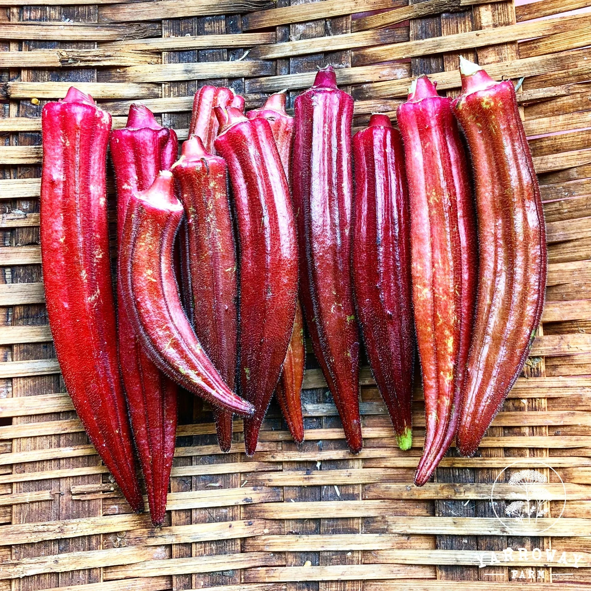 Orange okra seeds for planting in home gardens