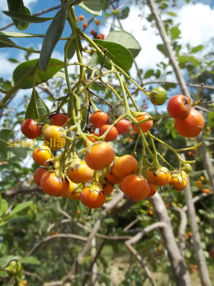 Orange Ovata Bahama Tree Seeds For Planting Fruit