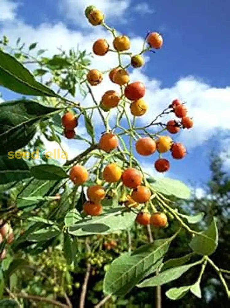 Orange Ovata Bahama Tree Seeds for Planting Tropical Ornamental Tree