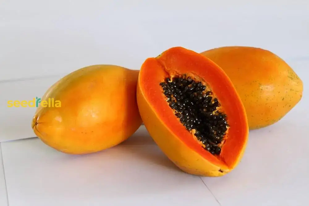 Orange Papaya Seeds For Planting  Grow Your Own Fruit