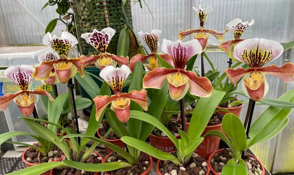 Orange Paphiopedilum Planting Seeds - Perfect For Indoor & Shaded Gardens Fruit