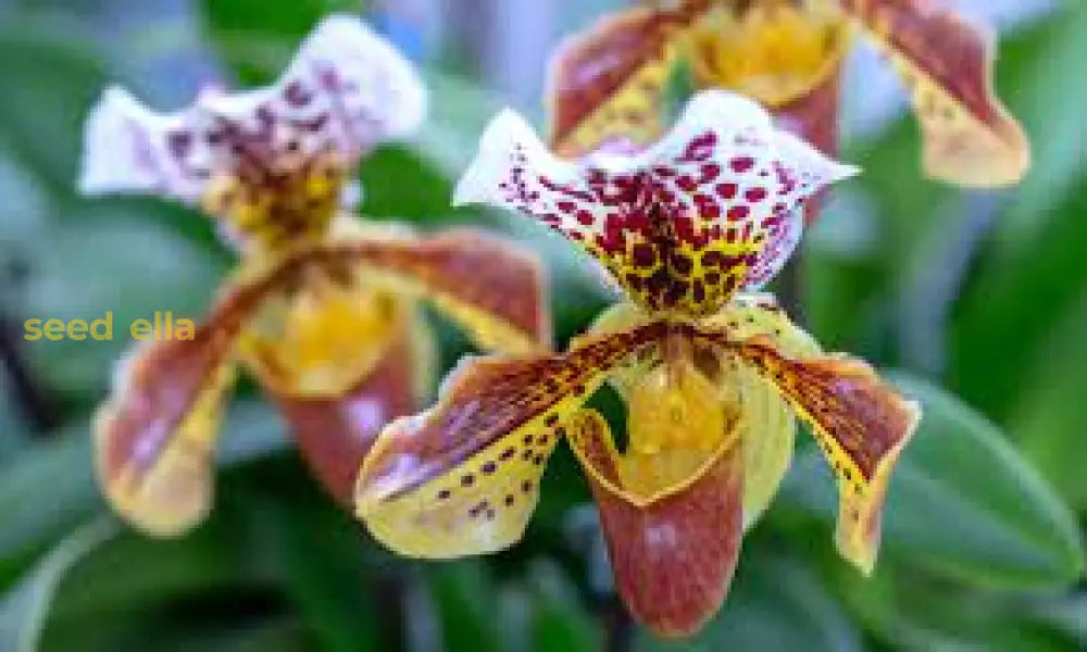 Orange Paphiopedilum Planting Seeds - Perfect For Indoor & Shaded Gardens Fruit