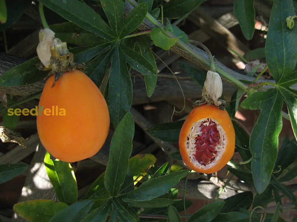 Orange Passion Fruit Seeds For Planting  Grow Tropical Fruits At Home