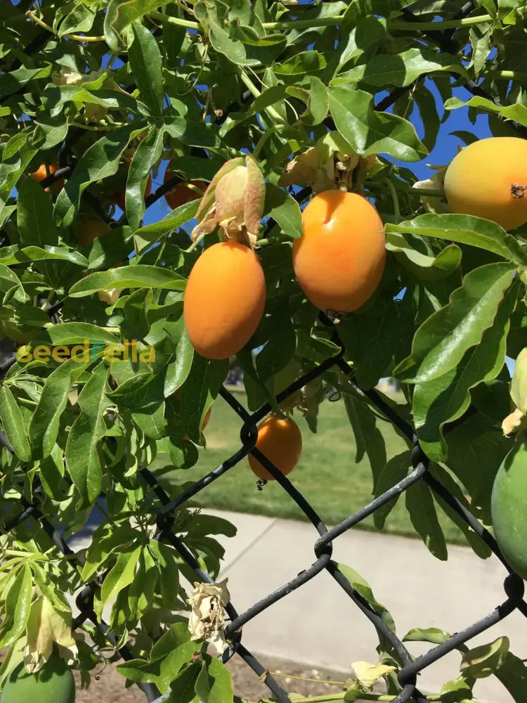 Orange Passion Fruit Seeds For Planting  Grow Tropical Fruits At Home