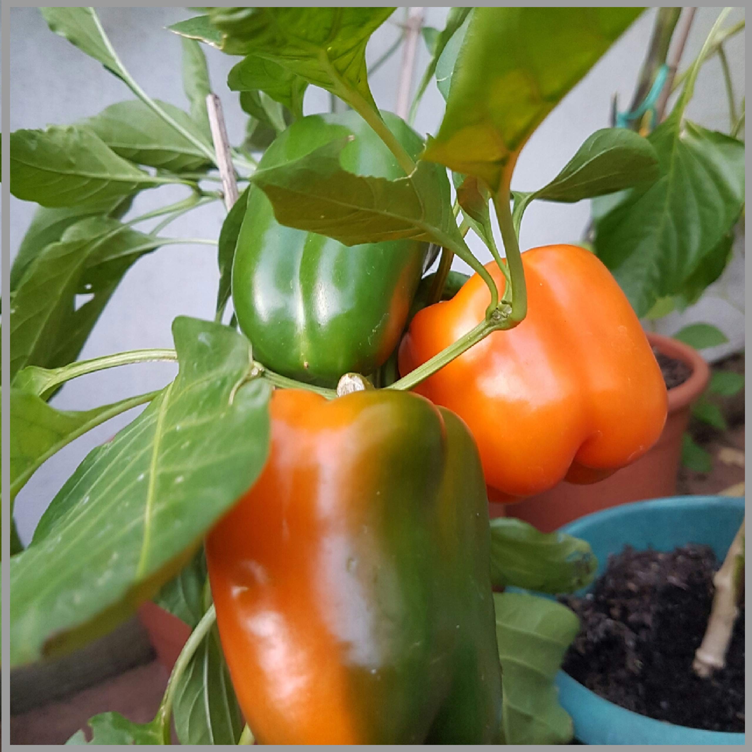 Orange pepper plants growing in garden
