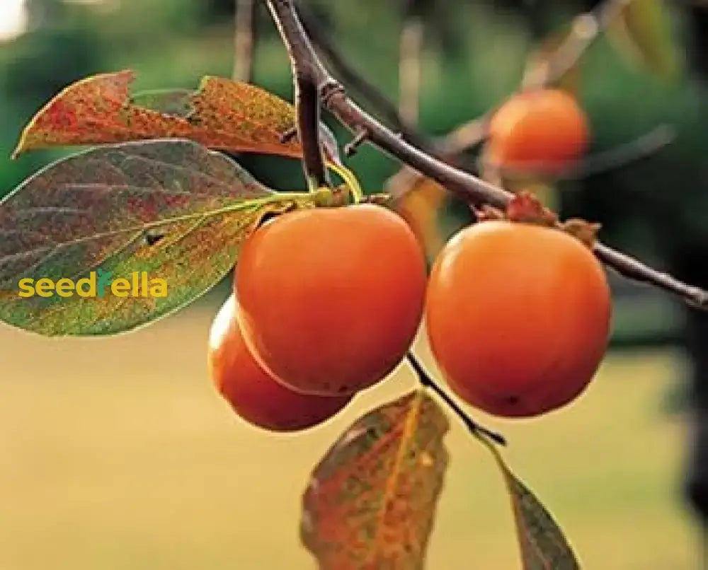 Orange Persimmon Seeds For Planting - Grow Juicy Fruit Trees