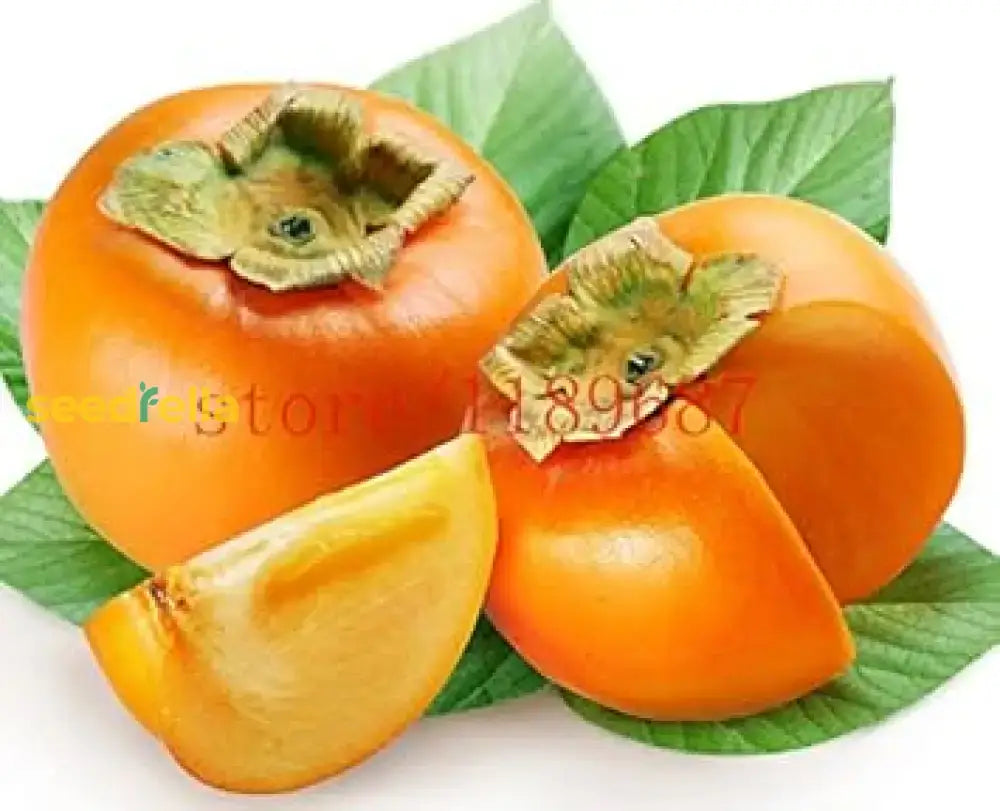 Orange Persimmon Seeds For Planting - Grow Juicy Fruit Trees