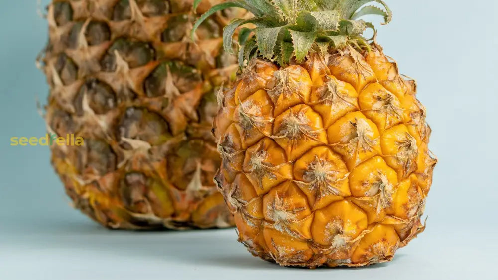 Orange Pineapple Seeds For Planting