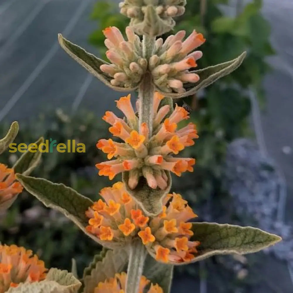 Orange Pink Buddleia Flower Seeds For Planting