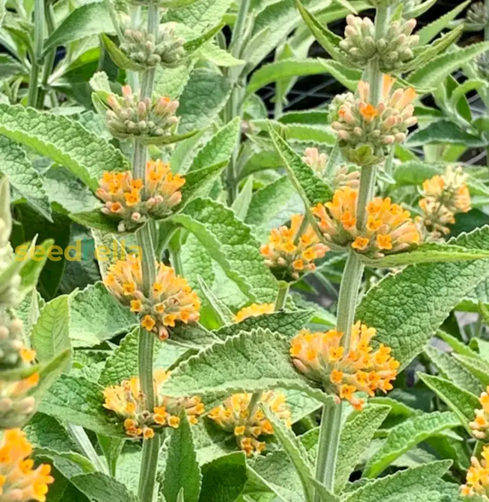 Orange Pink Buddleia Flower Seeds For Planting