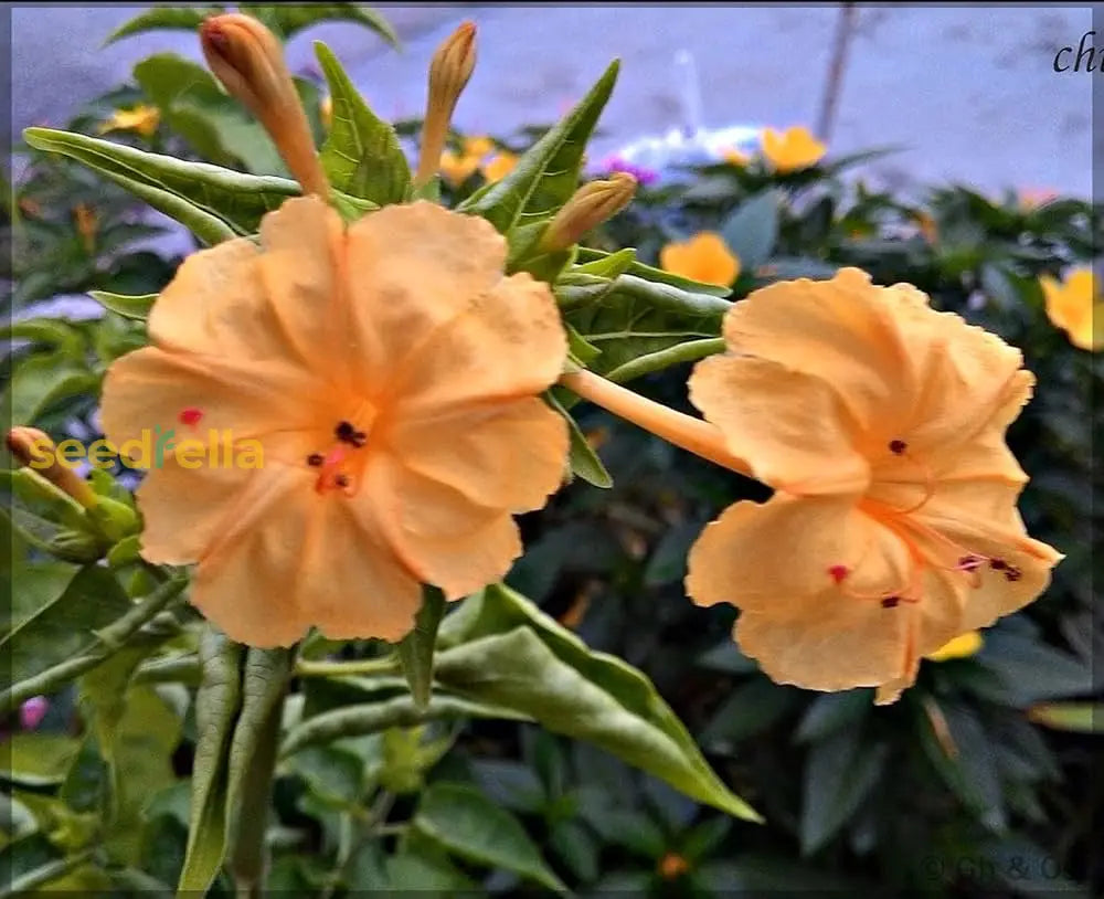 Orange Pink Mirabilis Seeds For Planting - Annual Flower Vibrant Blooms