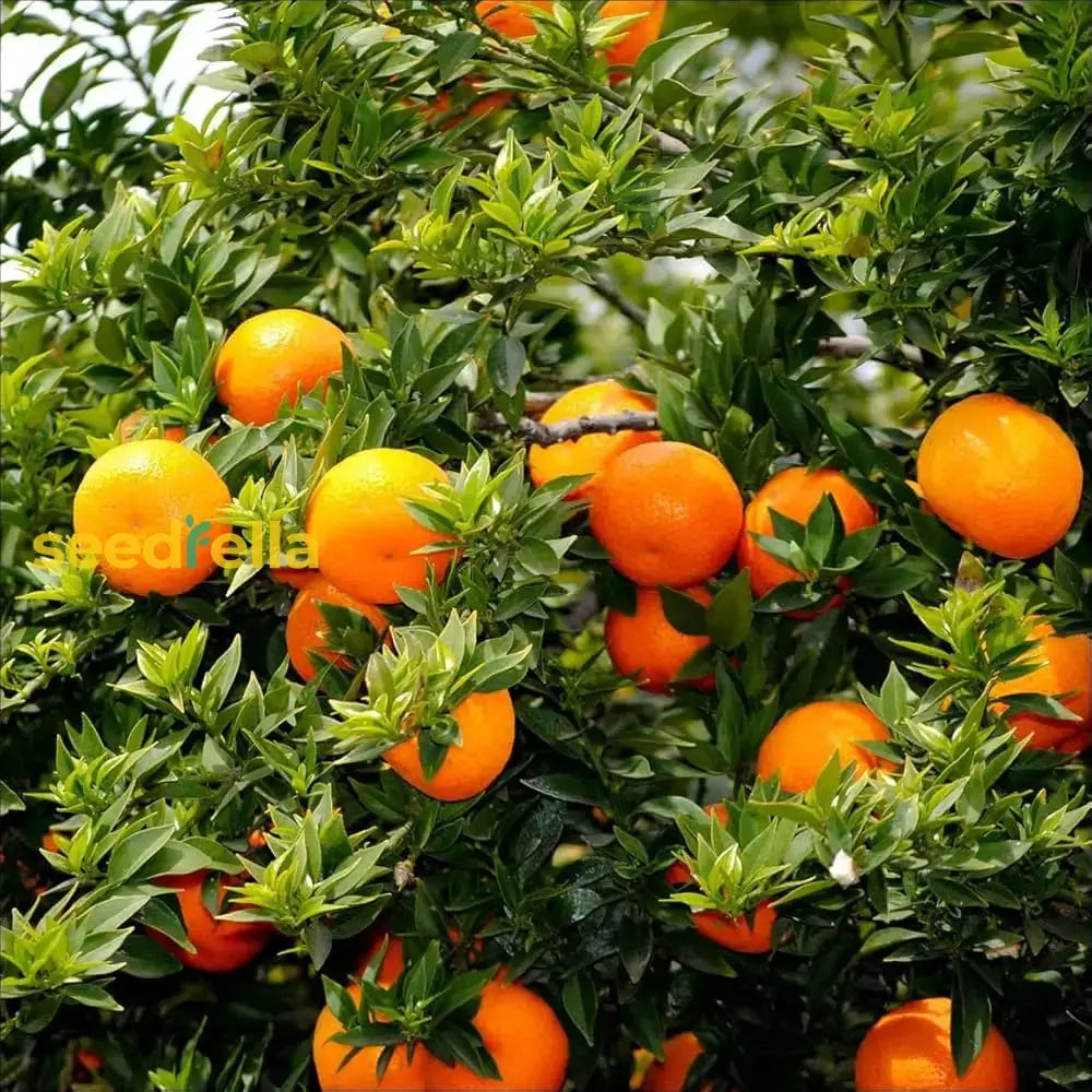 Orange Planting Seeds For Juicy Citrus Fruit - Grow Delicious Oranges