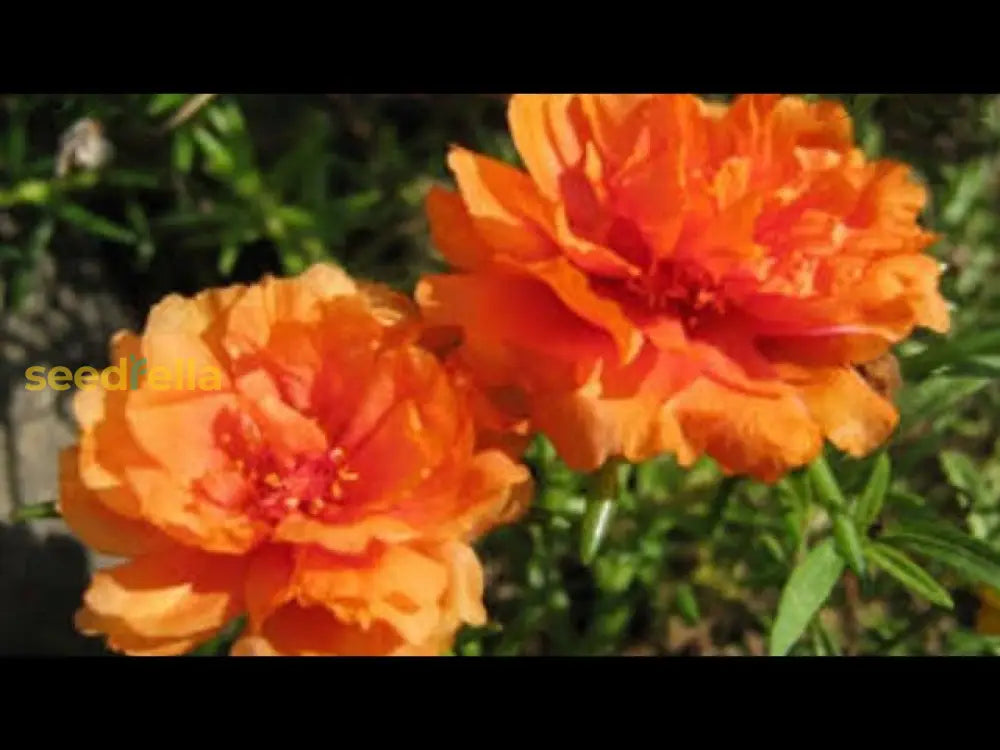 Orange Portulacea Flower Seeds For Vibrant Garden Planting