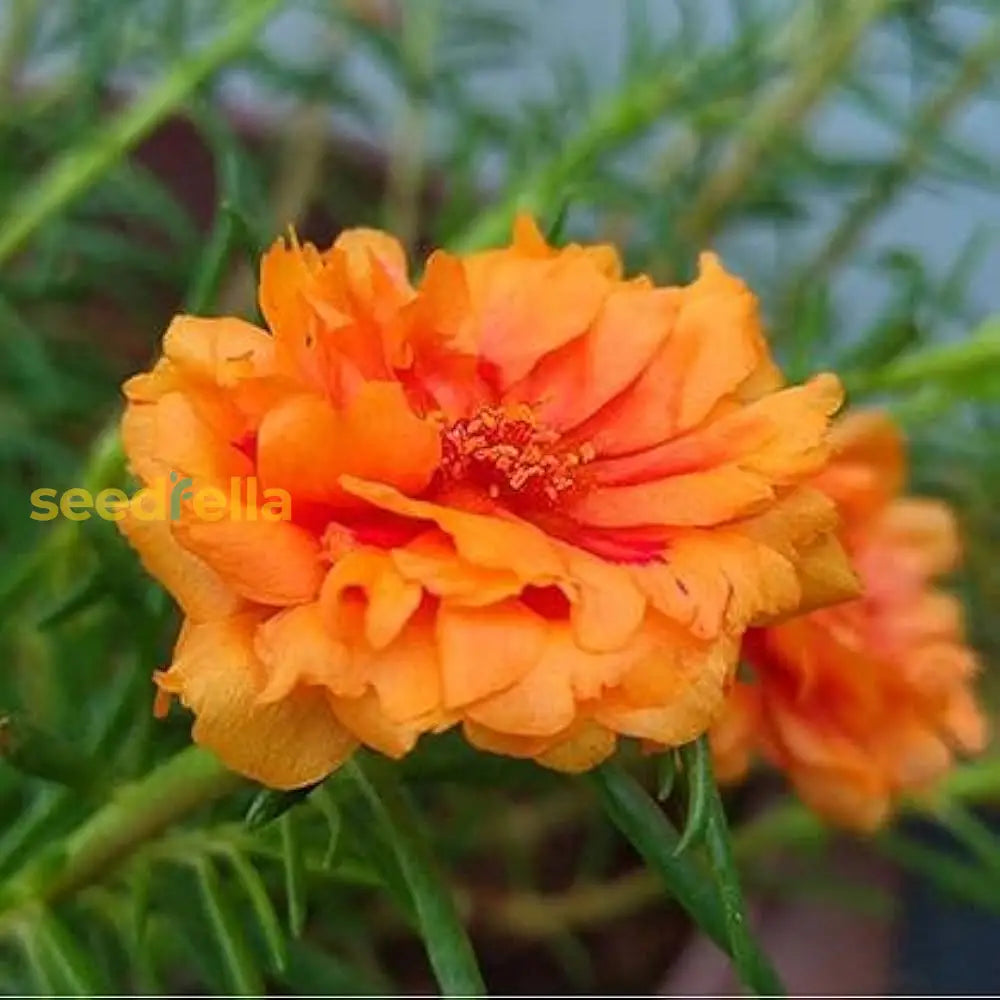 Orange Portulacea Flower Seeds For Vibrant Garden Planting