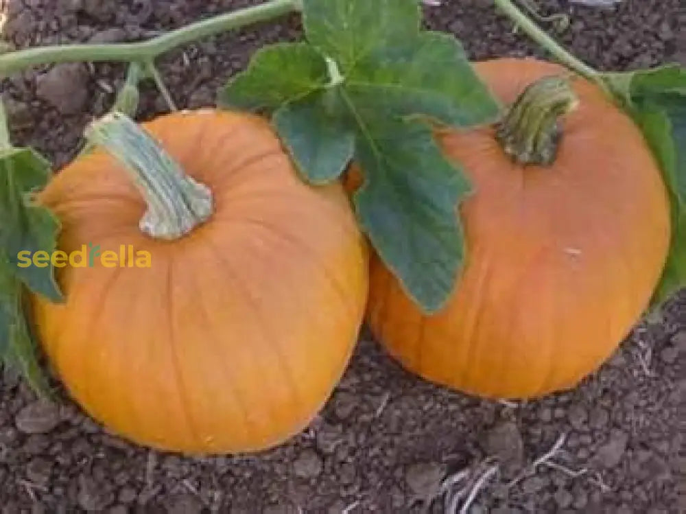 Orange Pumpkin Seeds For Easy Planting Vegetable Seeds